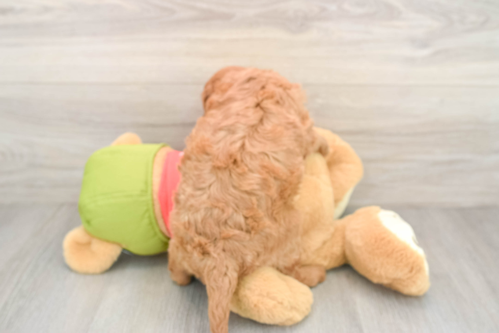 Mini Goldendoodle Puppy for Adoption