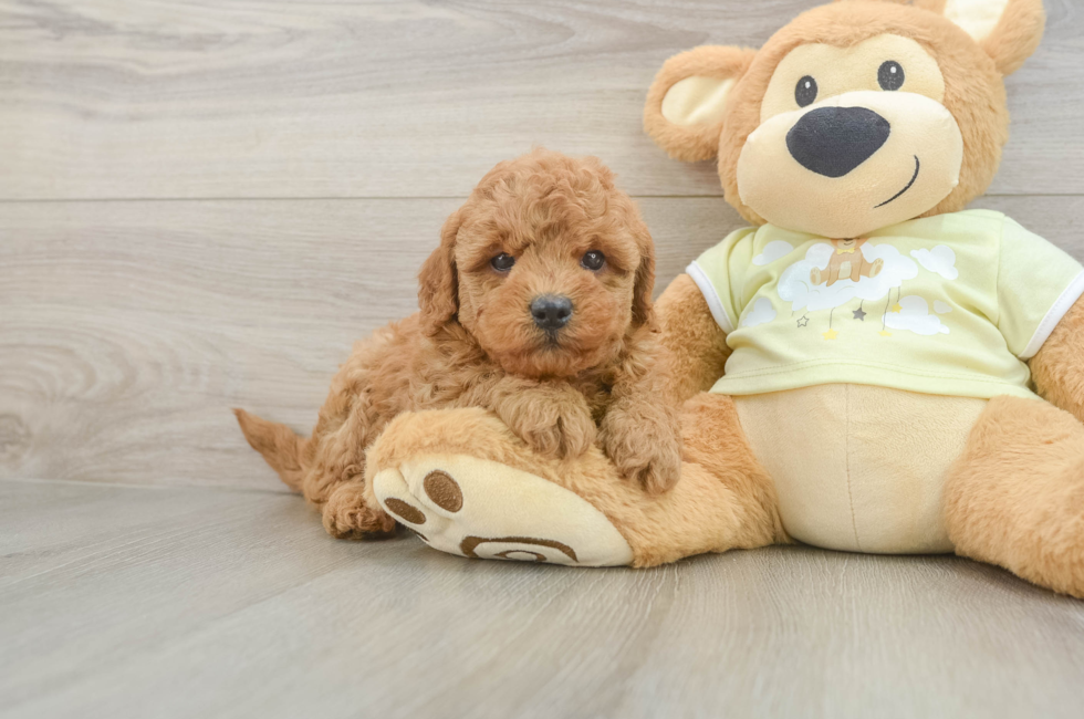 6 week old Mini Goldendoodle Puppy For Sale - Windy City Pups