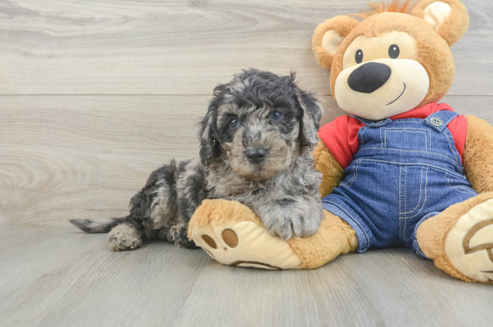 6 week old Mini Goldendoodle Puppy For Sale - Windy City Pups