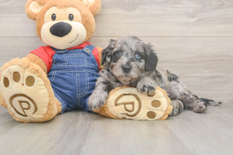 6 week old Mini Goldendoodle Puppy For Sale - Windy City Pups