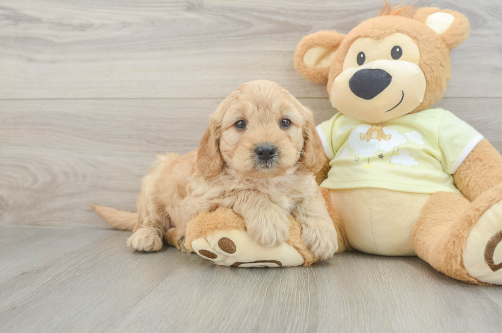 6 week old Mini Goldendoodle Puppy For Sale - Windy City Pups