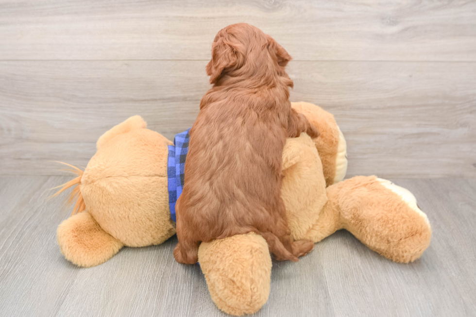 Cute Mini Goldendoodle Baby