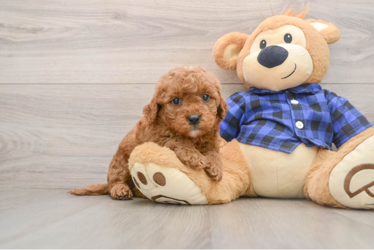 Smart Mini Goldendoodle Poodle Mix Pup