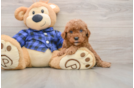 Cute Mini Goldendoodle Baby