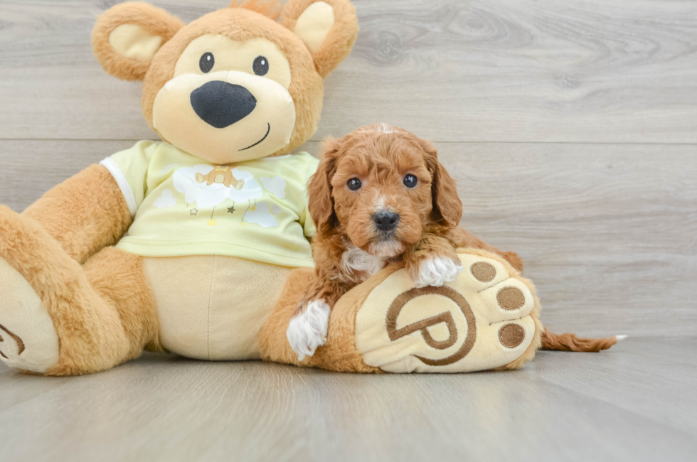 7 week old Mini Goldendoodle Puppy For Sale - Windy City Pups