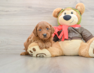 7 week old Mini Goldendoodle Puppy For Sale - Windy City Pups