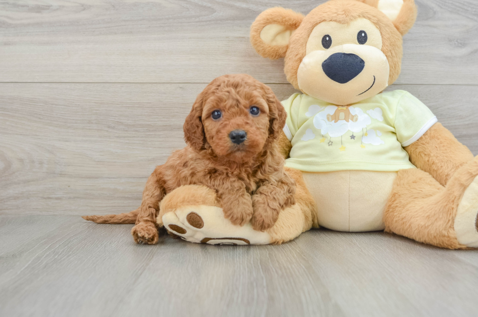 6 week old Mini Goldendoodle Puppy For Sale - Windy City Pups