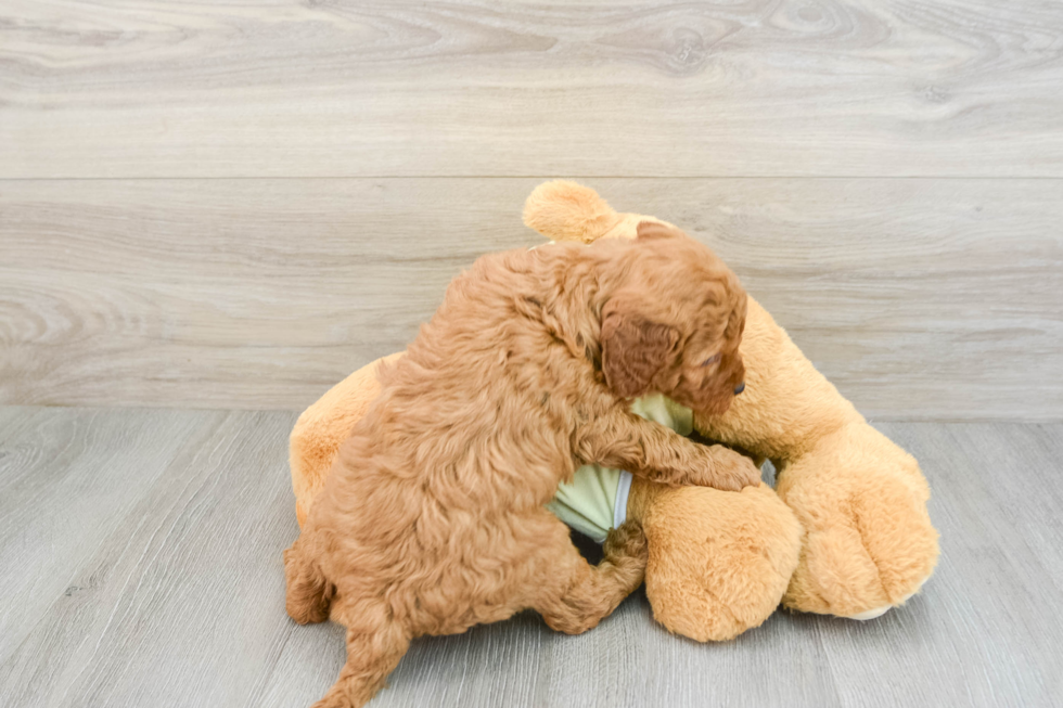 Cute Mini Goldendoodle Baby