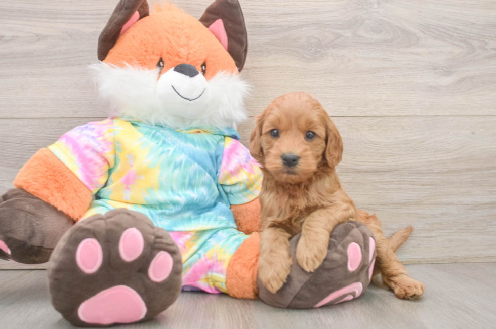 6 week old Mini Goldendoodle Puppy For Sale - Windy City Pups