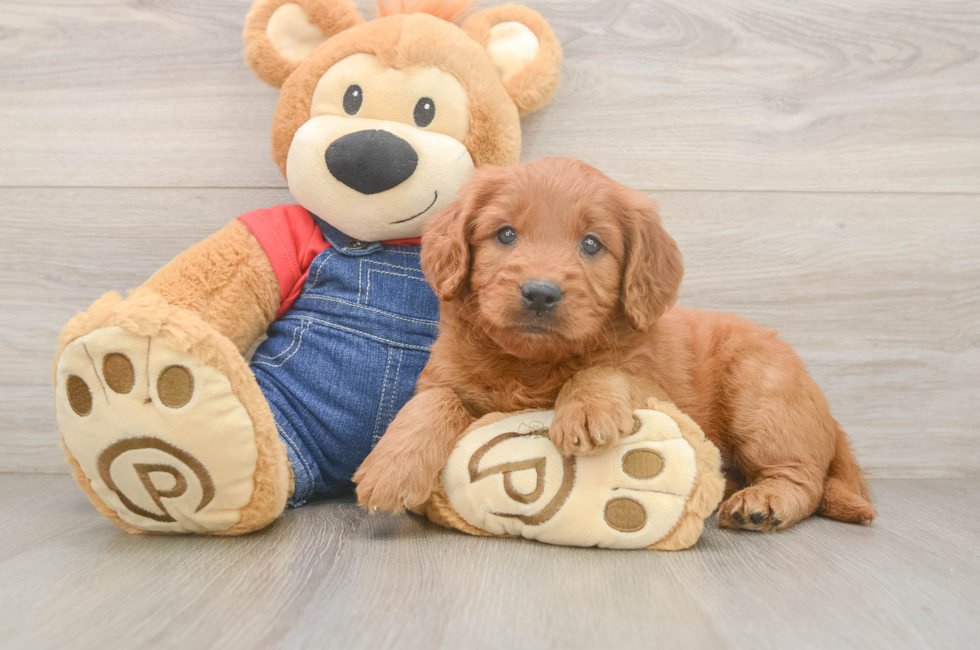 5 week old Mini Goldendoodle Puppy For Sale - Windy City Pups