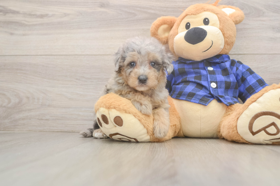 5 week old Mini Goldendoodle Puppy For Sale - Windy City Pups