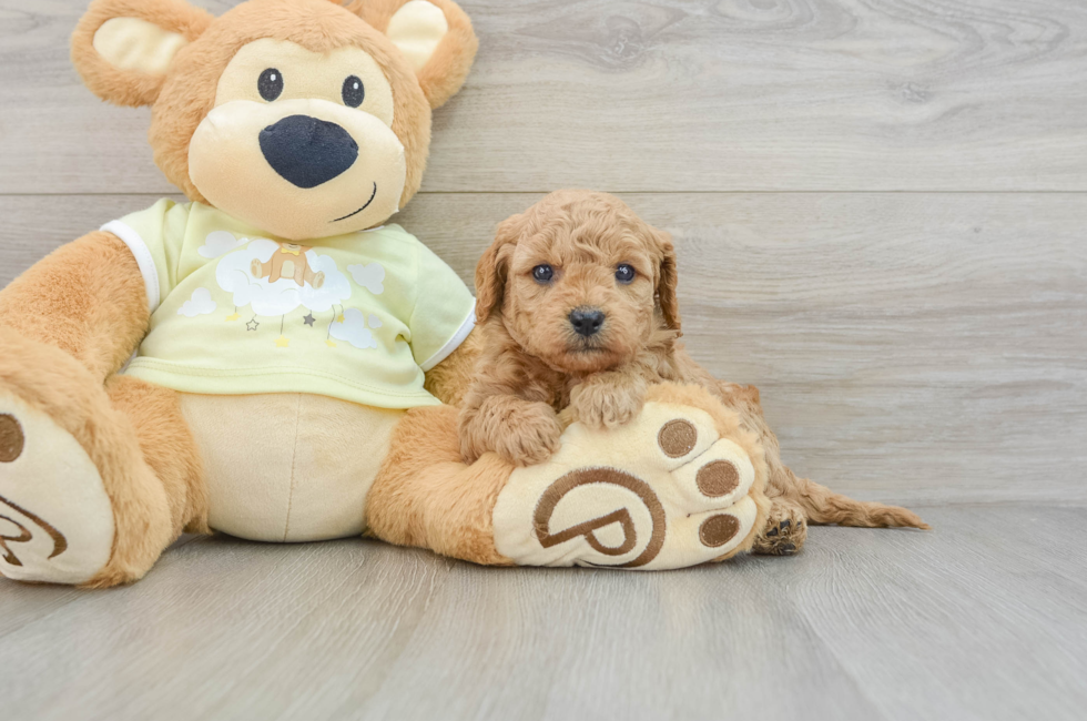 6 week old Mini Goldendoodle Puppy For Sale - Windy City Pups