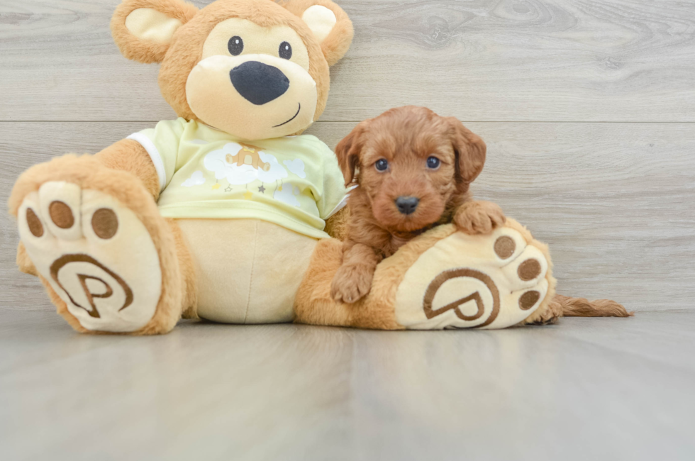 6 week old Mini Goldendoodle Puppy For Sale - Windy City Pups