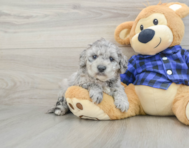 8 week old Mini Goldendoodle Puppy For Sale - Windy City Pups