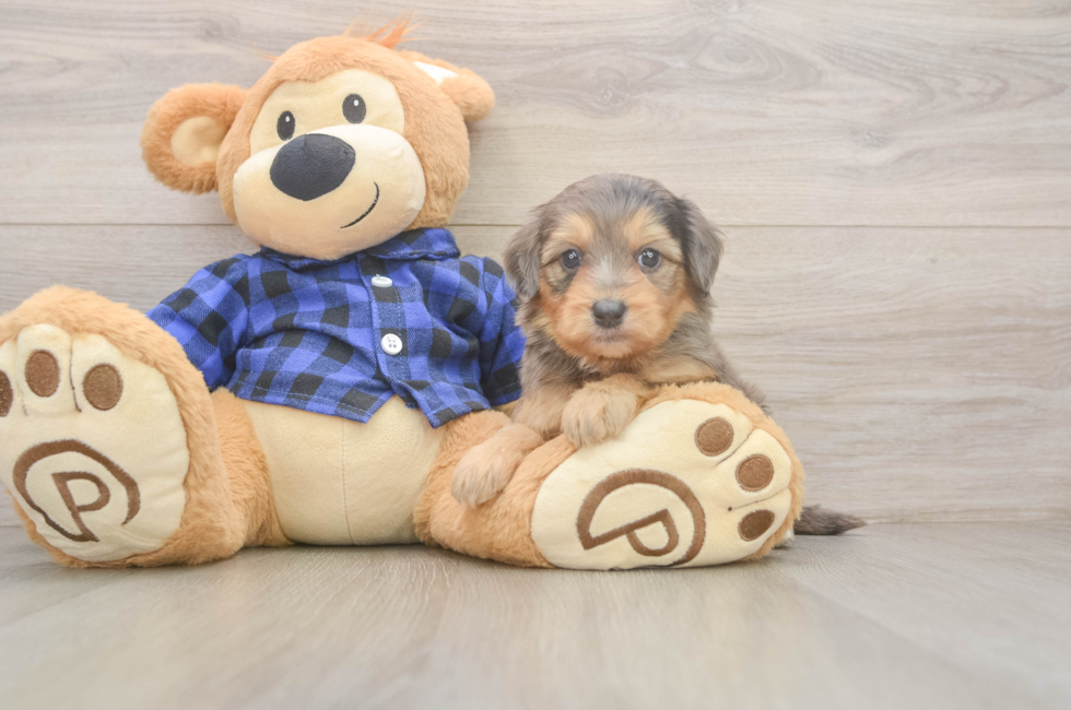 5 week old Mini Goldendoodle Puppy For Sale - Windy City Pups
