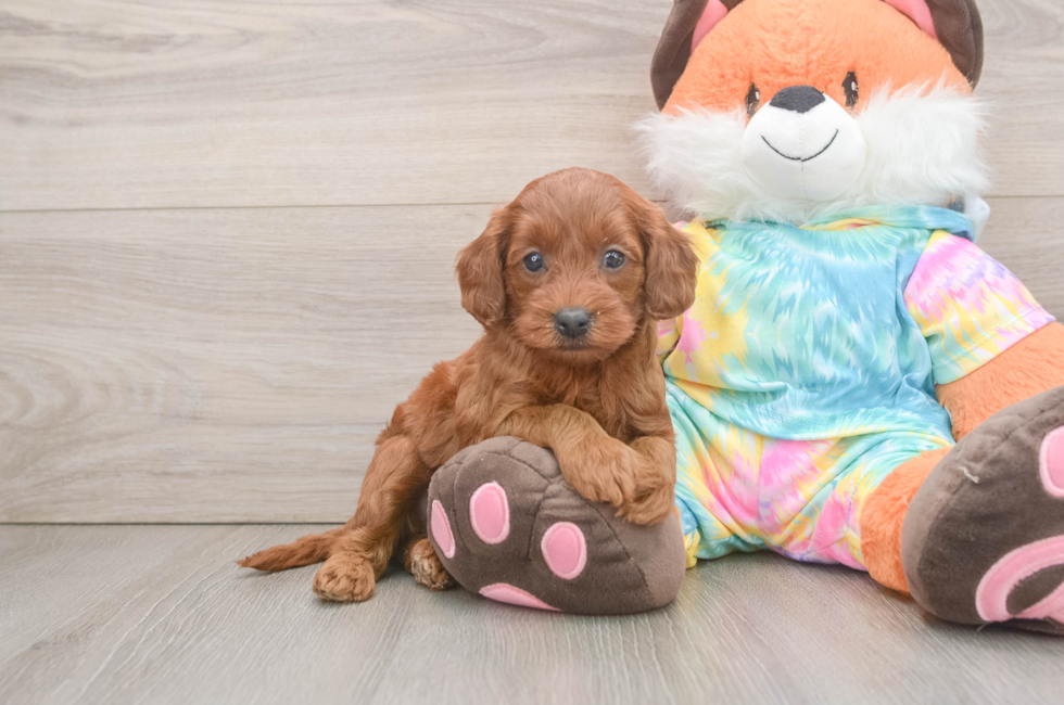 6 week old Mini Goldendoodle Puppy For Sale - Windy City Pups