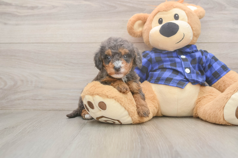 5 week old Mini Goldendoodle Puppy For Sale - Windy City Pups