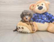 7 week old Mini Goldendoodle Puppy For Sale - Windy City Pups 7 week old Mini Goldendoodle Puppy For Sale - Windy City Pups