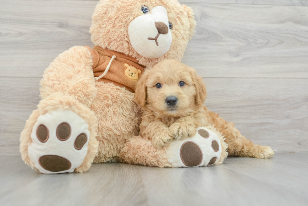 Cute Mini Goldendoodle Sawyer: 10lb 6oz Doodle Puppy