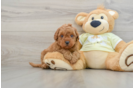 Cute Mini Goldendoodle Baby