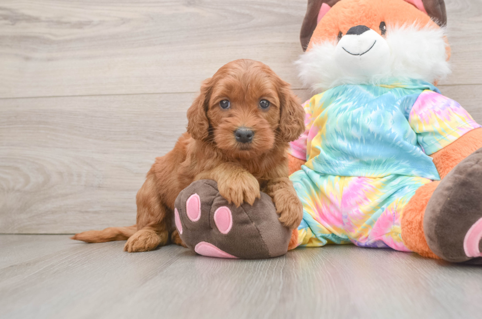 6 week old Mini Goldendoodle Puppy For Sale - Windy City Pups