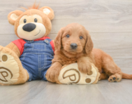 5 week old Mini Goldendoodle Puppy For Sale - Windy City Pups