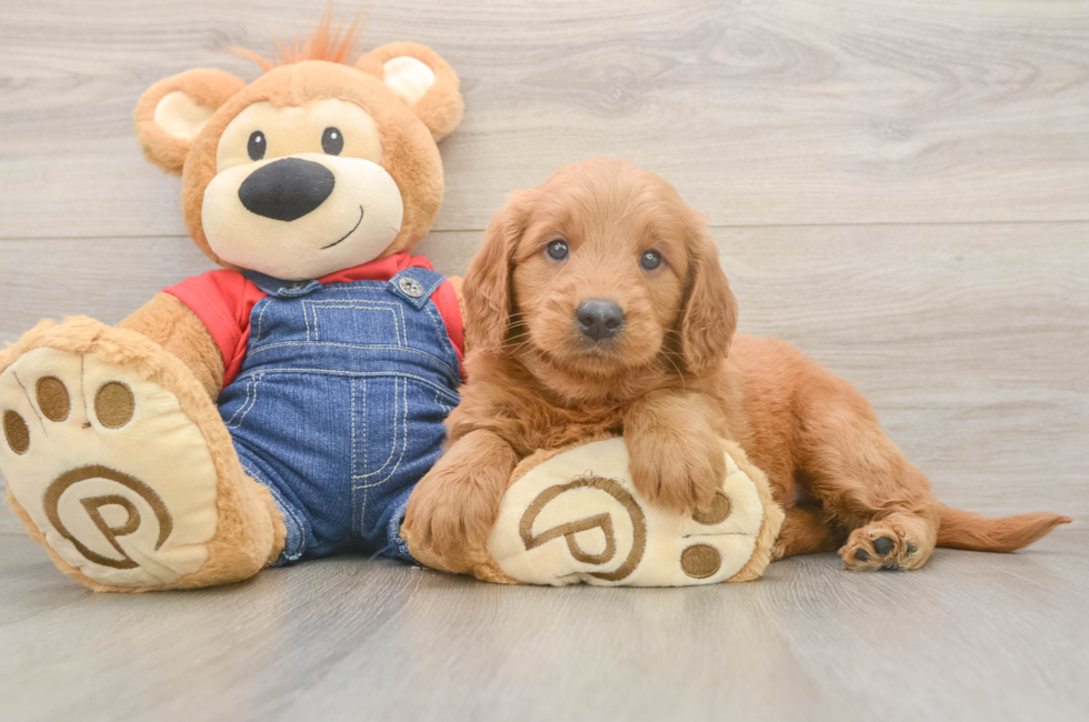 5 week old Mini Goldendoodle Puppy For Sale - Windy City Pups