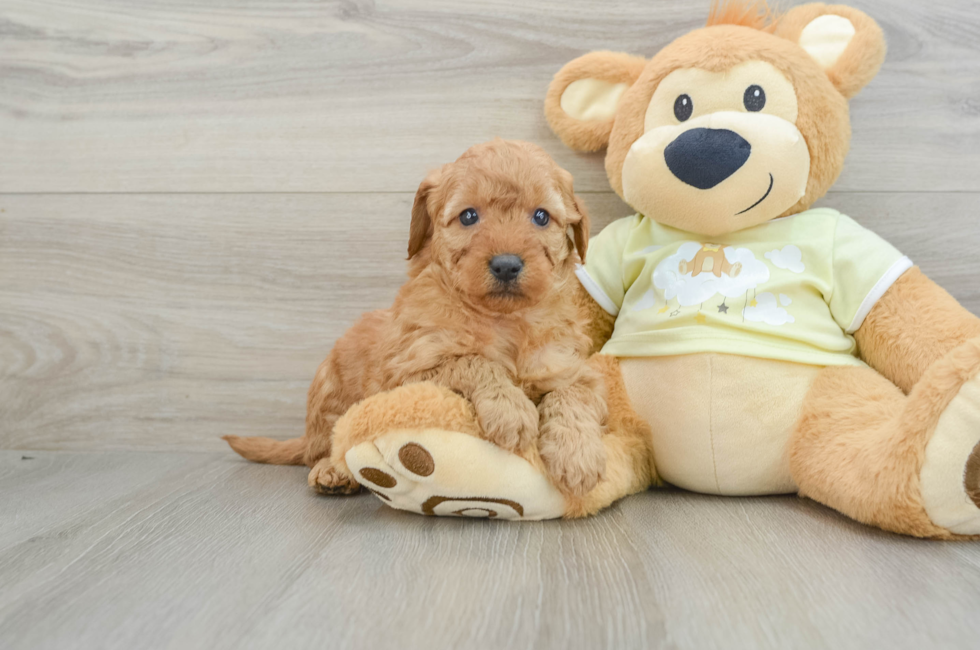 6 week old Mini Goldendoodle Puppy For Sale - Windy City Pups