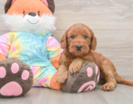 7 week old Mini Goldendoodle Puppy For Sale - Windy City Pups