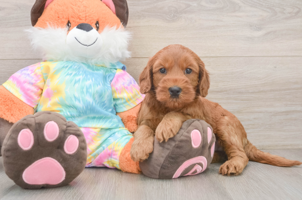 6 week old Mini Goldendoodle Puppy For Sale - Windy City Pups