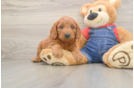 Popular Mini Goldendoodle Poodle Mix Pup