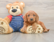 5 week old Mini Goldendoodle Puppy For Sale - Windy City Pups