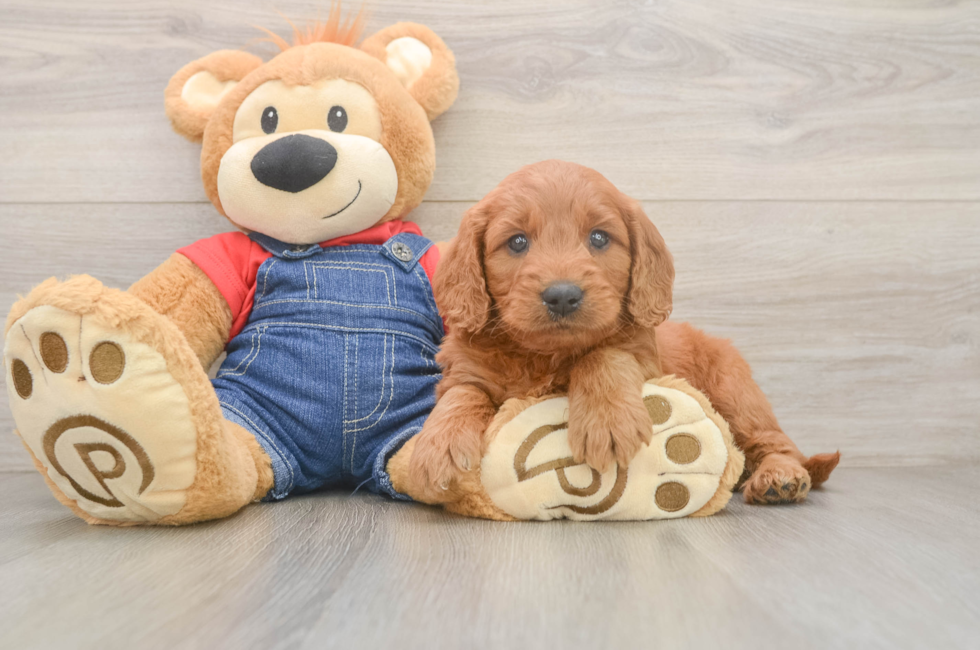 5 week old Mini Goldendoodle Puppy For Sale - Windy City Pups