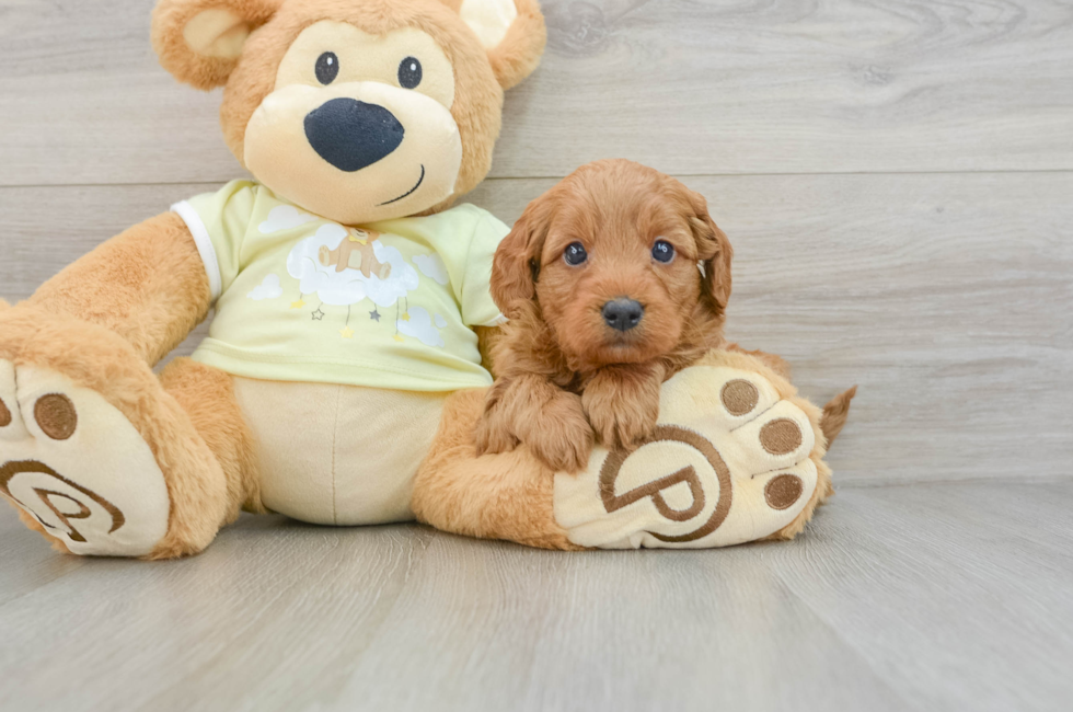 6 week old Mini Goldendoodle Puppy For Sale - Windy City Pups