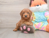 7 week old Mini Goldendoodle Puppy For Sale - Windy City Pups