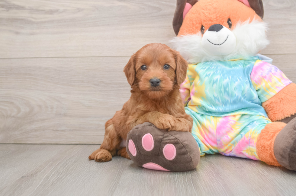 6 week old Mini Goldendoodle Puppy For Sale - Windy City Pups