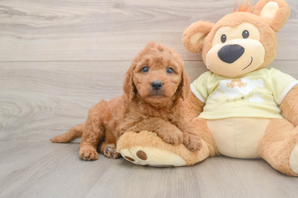 Mini Goldendoodle Pup Being Cute