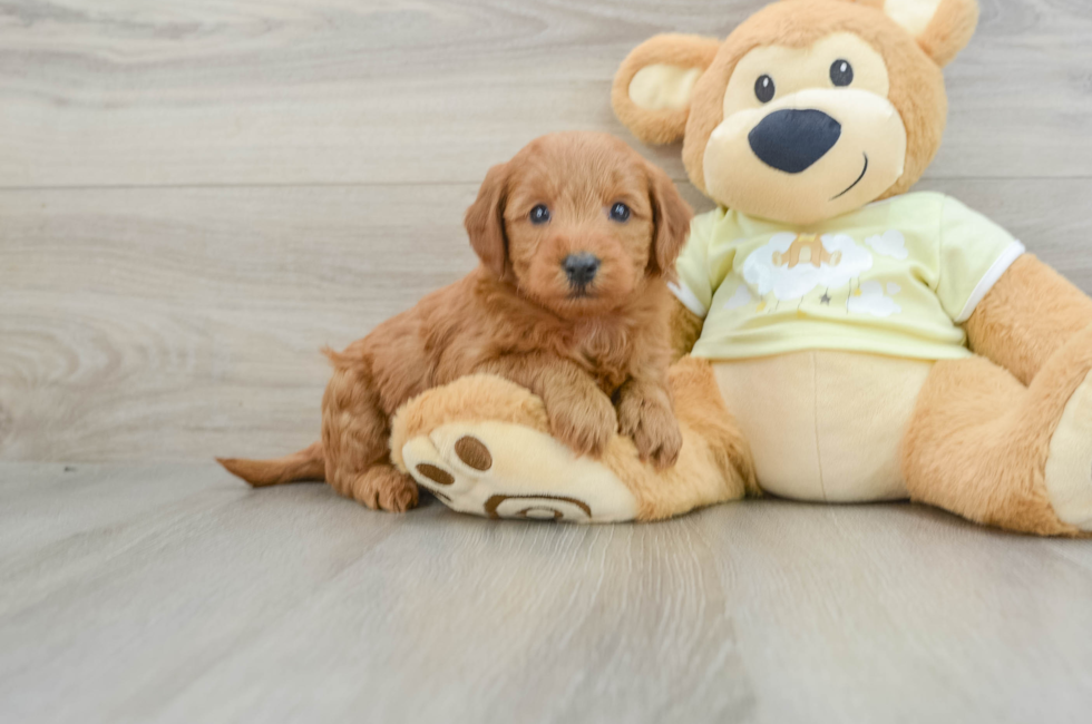 6 week old Mini Goldendoodle Puppy For Sale - Windy City Pups