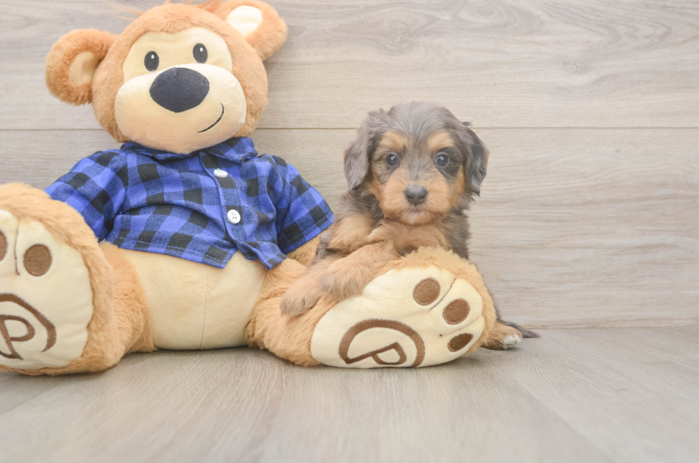5 week old Mini Goldendoodle Puppy For Sale - Windy City Pups