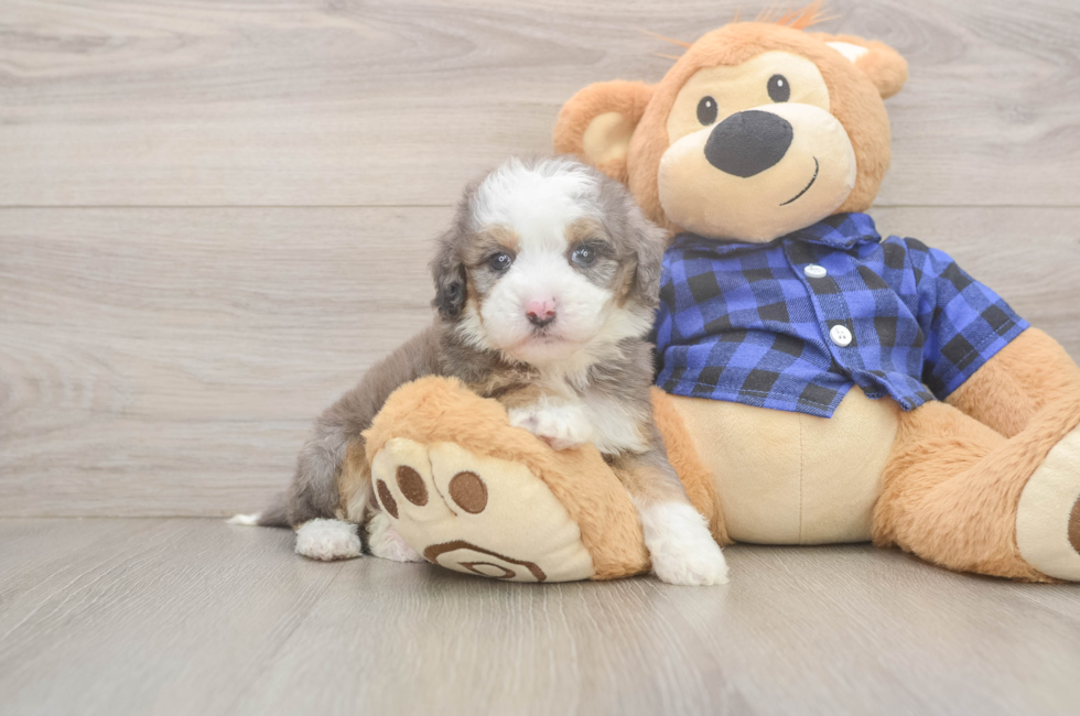 5 week old Mini Goldendoodle Puppy For Sale - Windy City Pups
