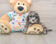 7 week old Mini Goldendoodle Puppy For Sale - Windy City Pups