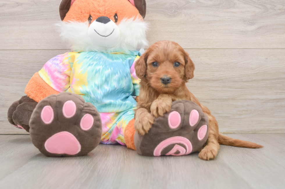 6 week old Mini Goldendoodle Puppy For Sale - Windy City Pups