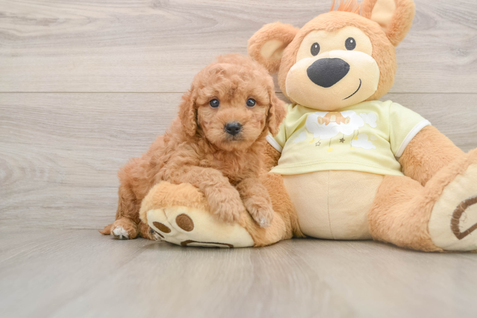 Mini Goldendoodle Puppy for Adoption