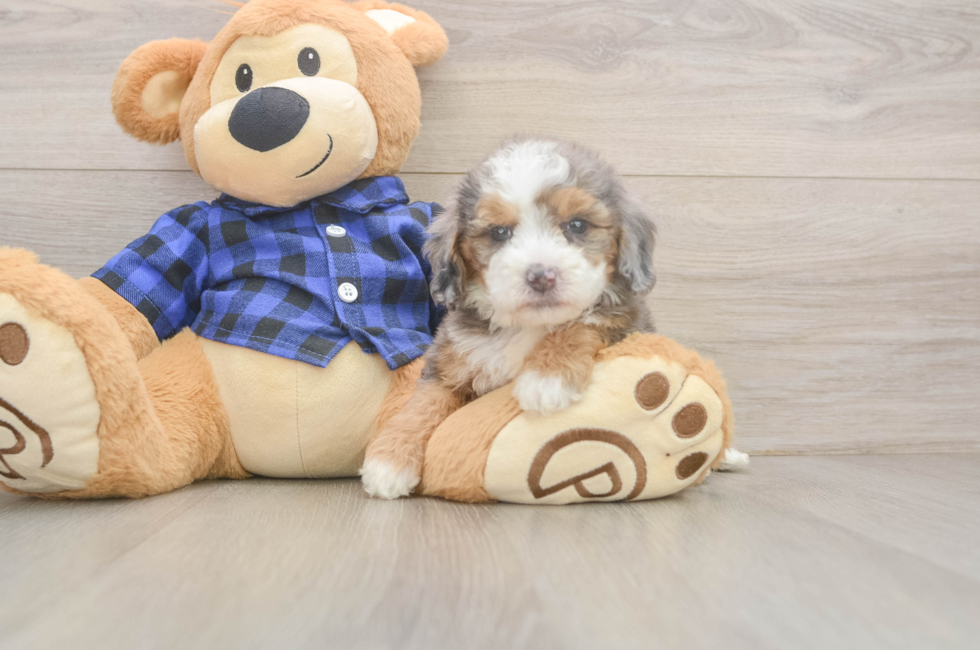 5 week old Mini Goldendoodle Puppy For Sale - Windy City Pups