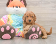 7 week old Mini Goldendoodle Puppy For Sale - Windy City Pups