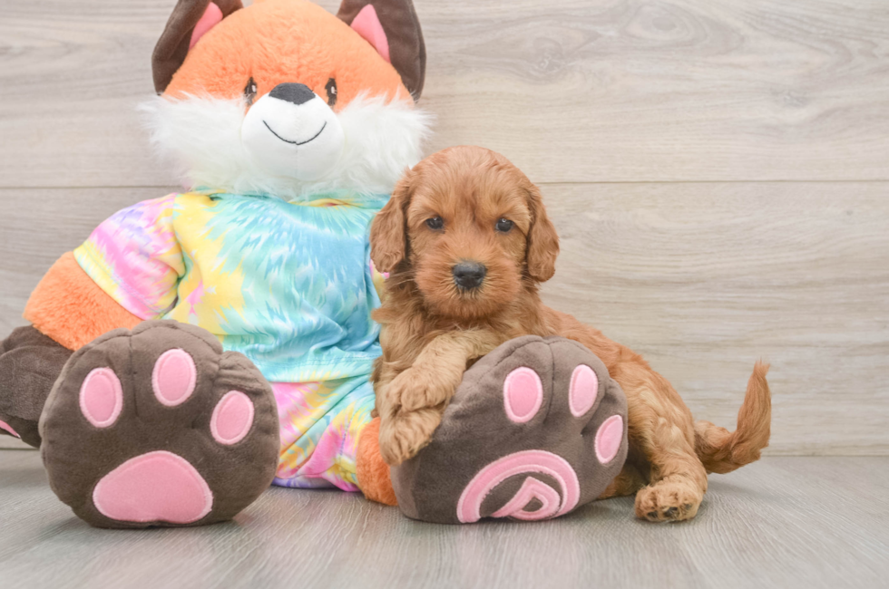 6 week old Mini Goldendoodle Puppy For Sale - Windy City Pups