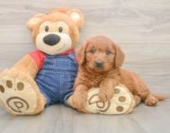 5 week old Mini Goldendoodle Puppy For Sale - Windy City Pups