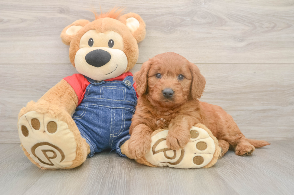 5 week old Mini Goldendoodle Puppy For Sale - Windy City Pups