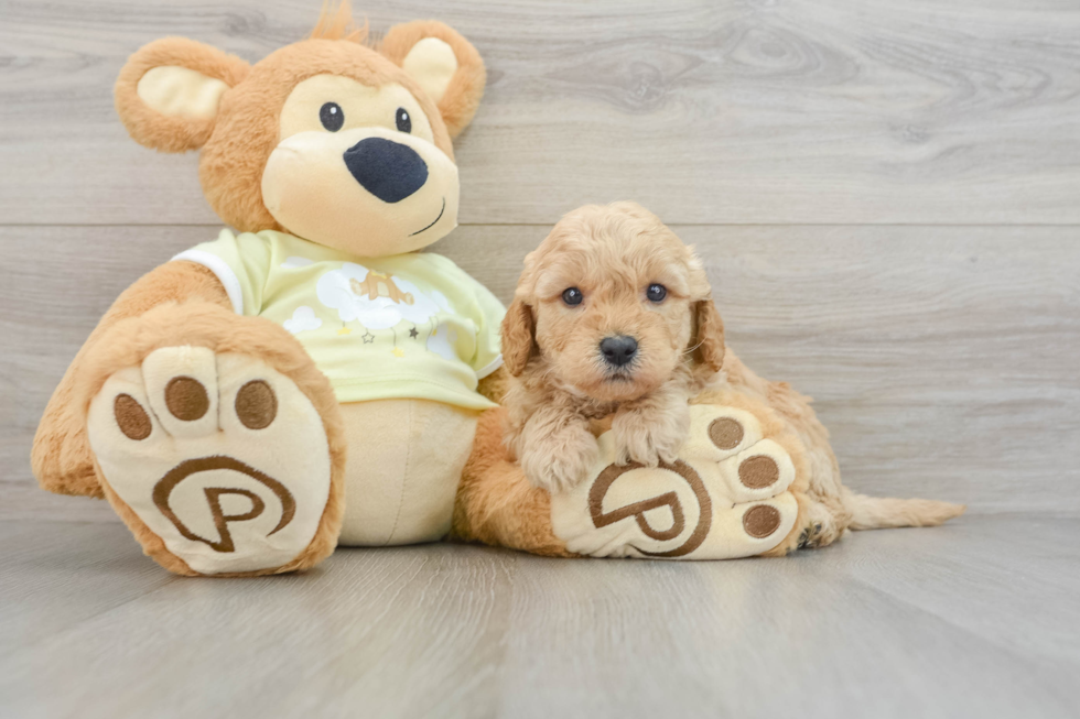 Friendly Mini Goldendoodle Baby