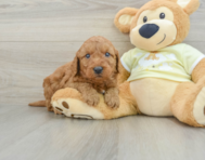 8 week old Mini Goldendoodle Puppy For Sale - Windy City Pups